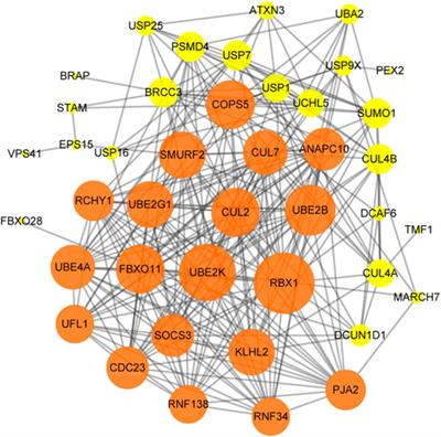 USP25 Expression in Peripheral Blood Mononuclear Cells Is Associated With Bone Mineral Density in Women